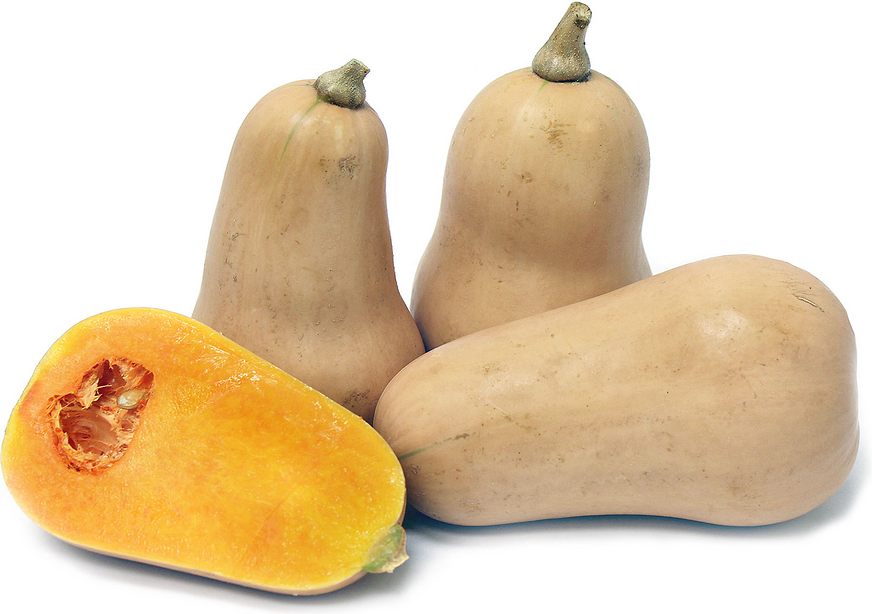 Butternut Squash picture