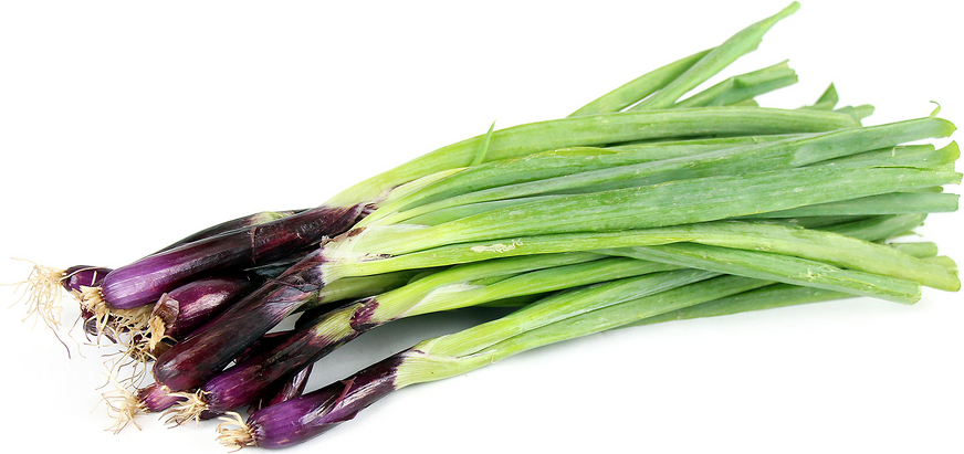 Red Tip Scallion picture