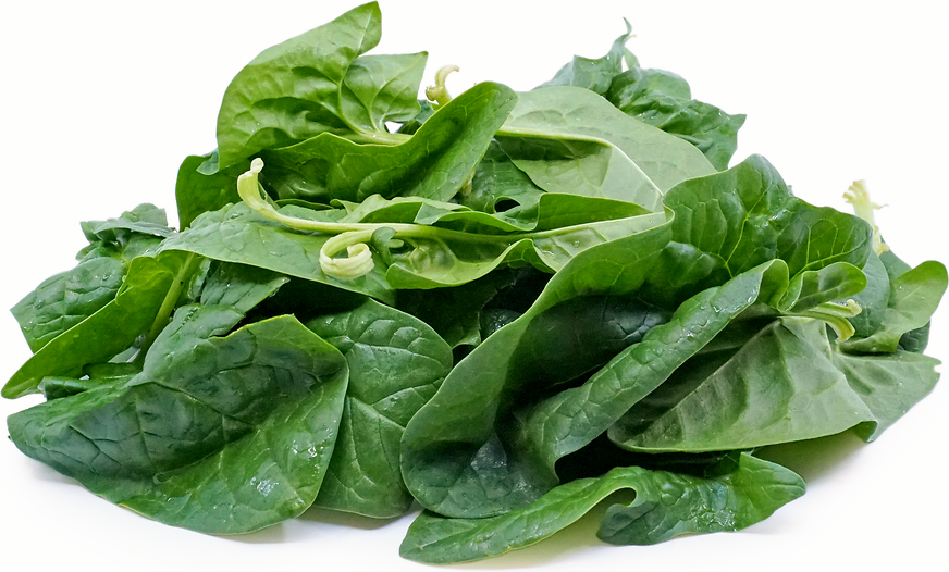 Bloomsdale Spinach picture