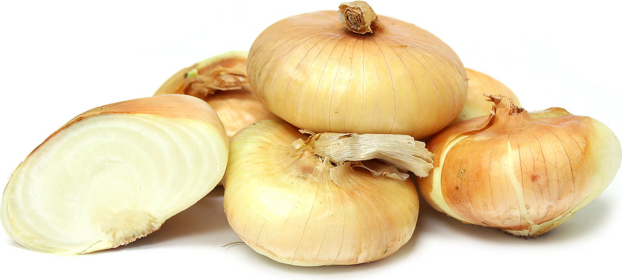 Yellow Cipollini Onions picture