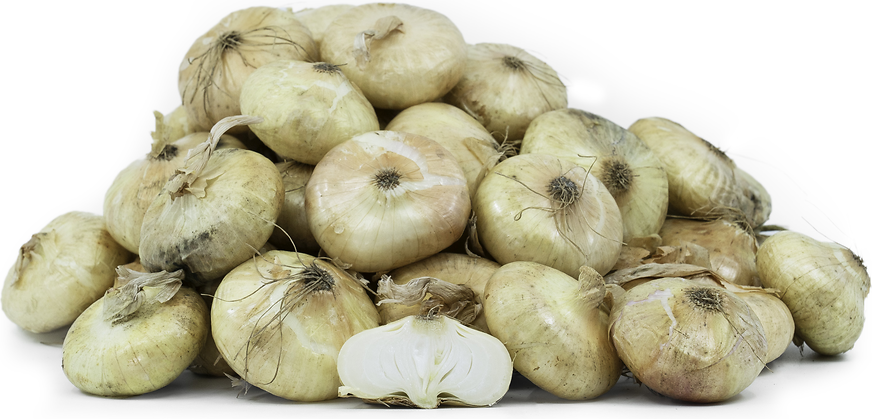 Cipollini Onions picture