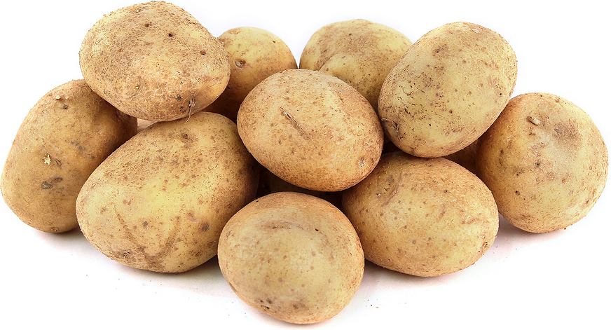 German Butterball Potatoes picture