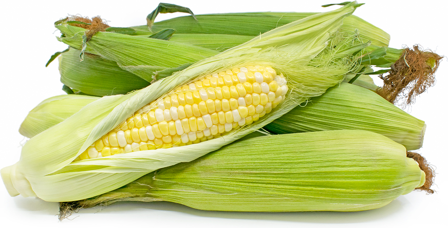 Bi Color Corn picture