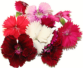 Pink Dianthus picture