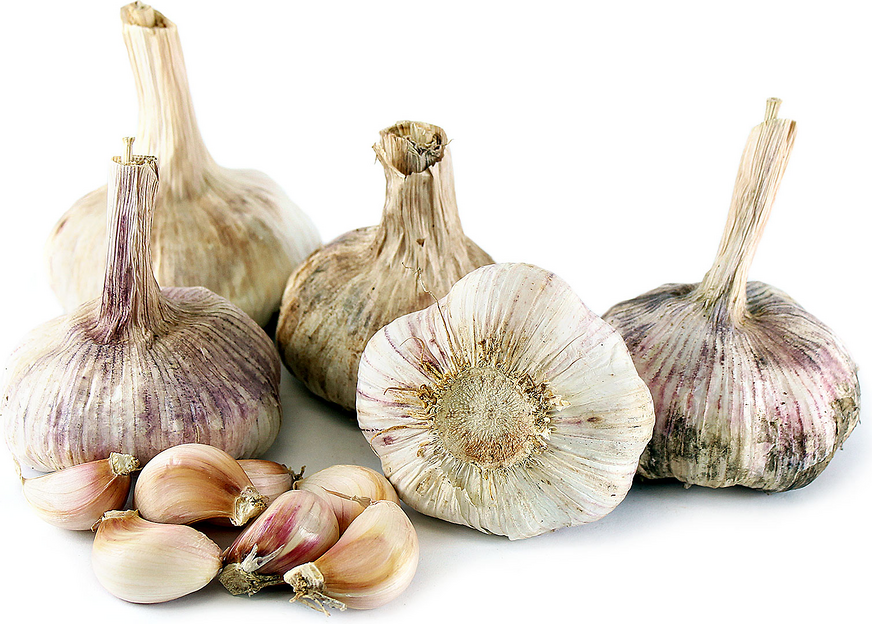 Jumbo Garlic picture