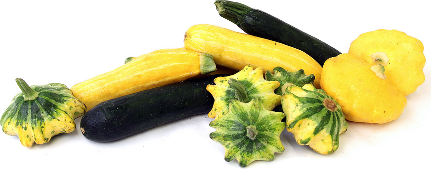 Mixed Summer Squash picture