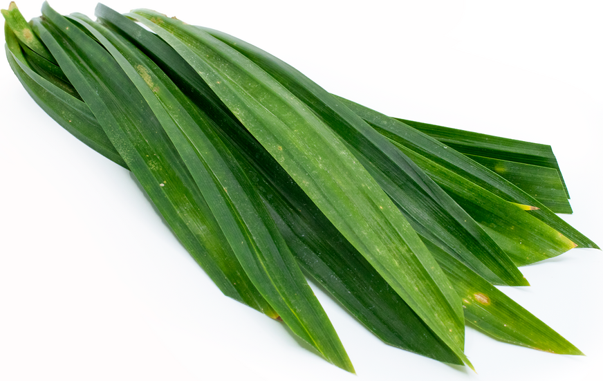 Pandan Leaves picture