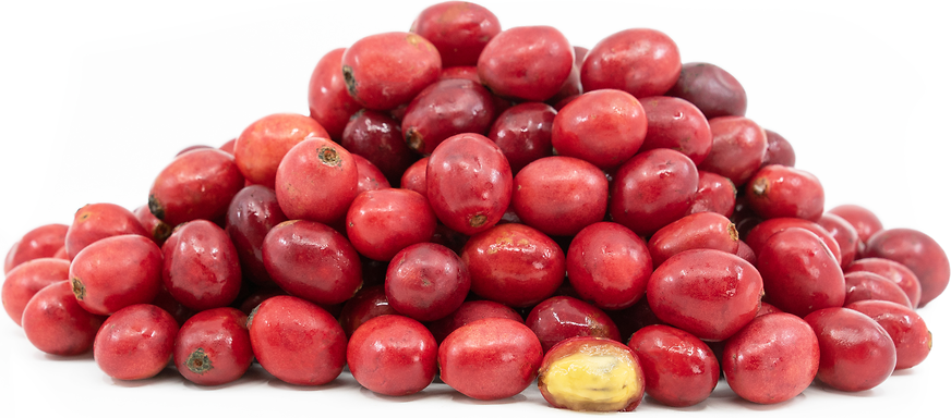 South African Wild Plum picture