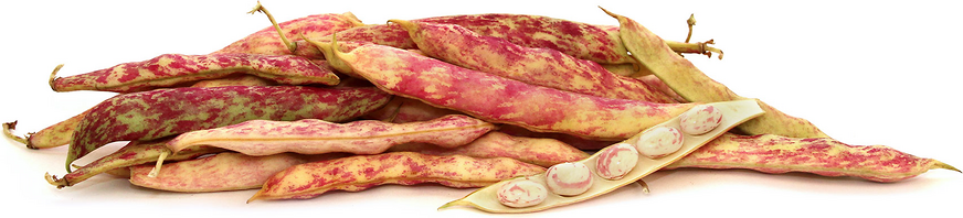Cranberry Shelling Beans picture