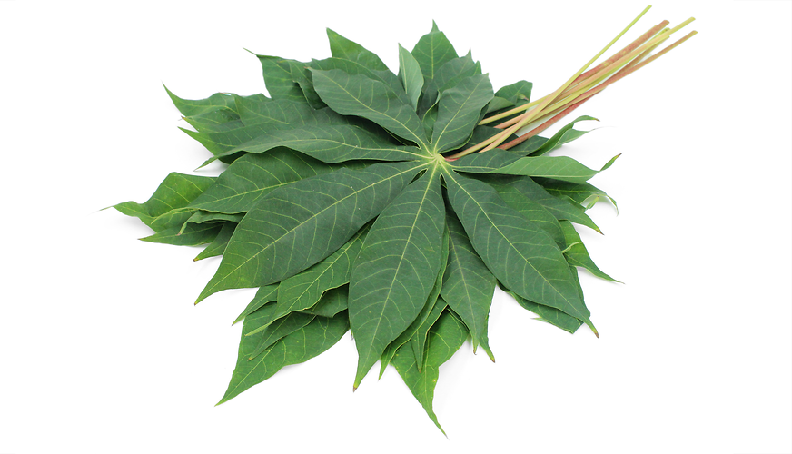 Yuca Leaves picture