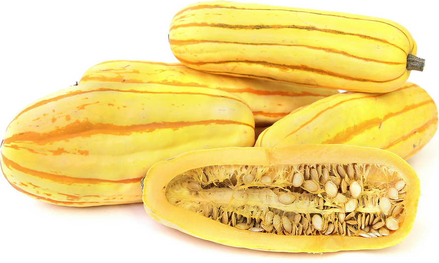 Delicata Squash picture