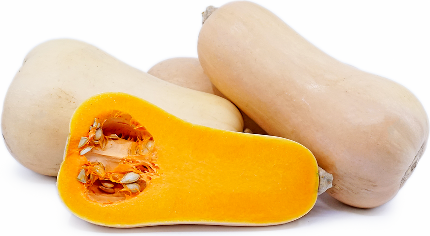 Butternut Squash picture