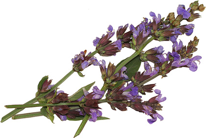 Mexican Sage Flowers picture
