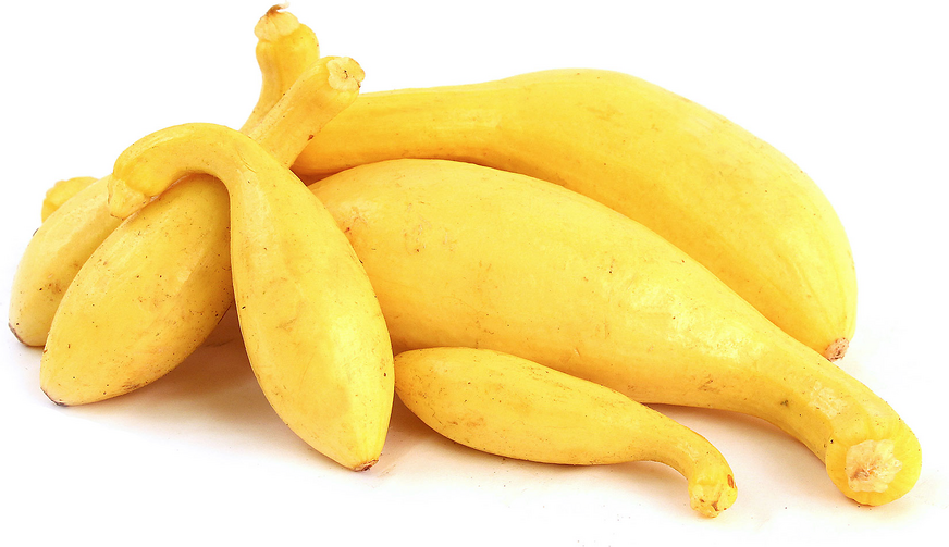 Yellow Crookneck Squash picture