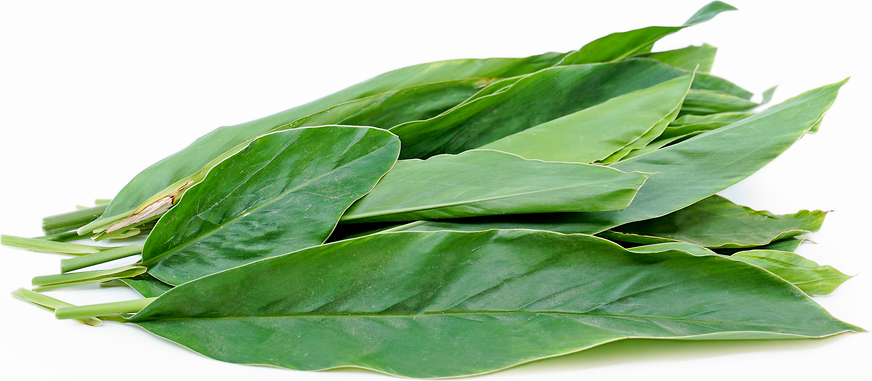 Galangal Leaves picture