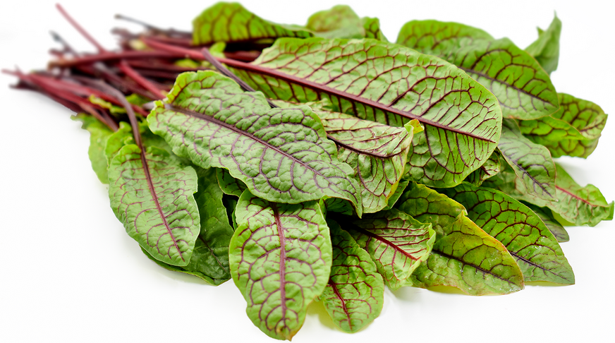 Red Sorrel picture