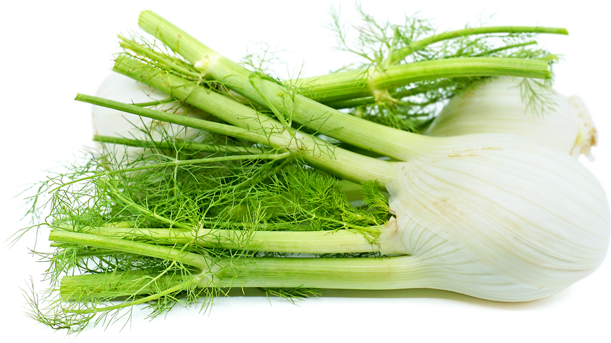 Fennel picture