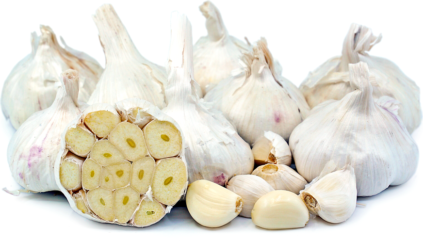 Garlic picture