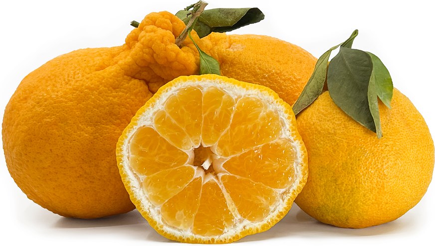 Dekopon Oranges picture