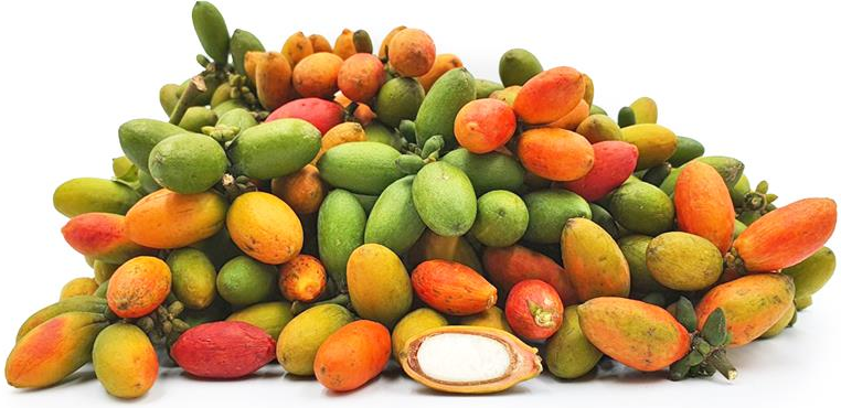 Melinjo Information Recipes and Facts Melinjo Information Recipes and Facts