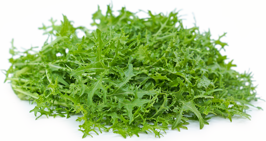 Green Mustard Frill picture