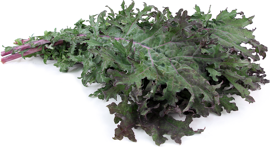 Red Russian Kale picture