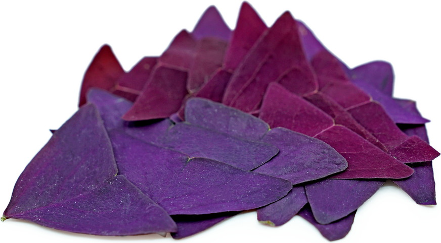 Purple Butterfly™ Sorrel picture