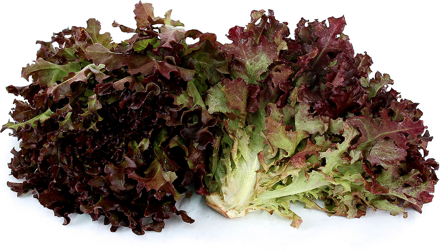 Red Oak Lettuce picture