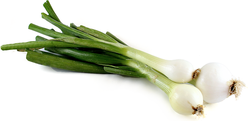 Spring Onions picture