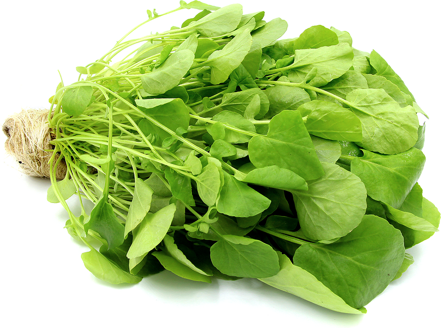 Hydro Upland Watercress picture