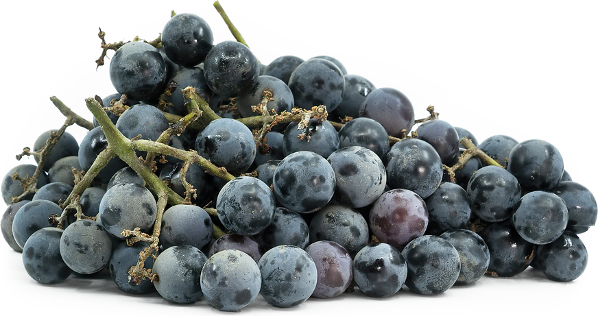Concord Grapes Information and Facts
