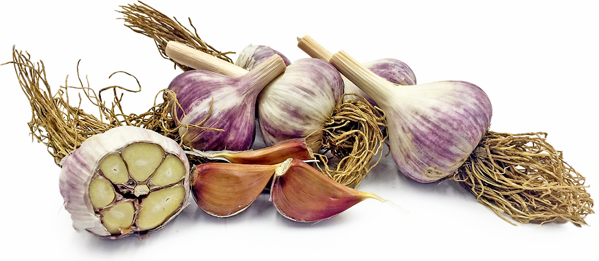 Asian Tempest Garlic picture