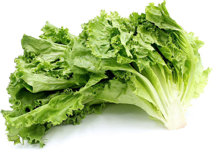 Green Leaf Lettuce picture