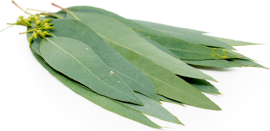 Eucalyptus Leaves picture