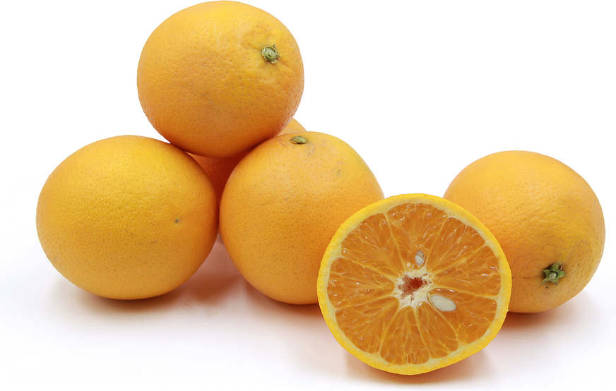 Valenica Oranges picture