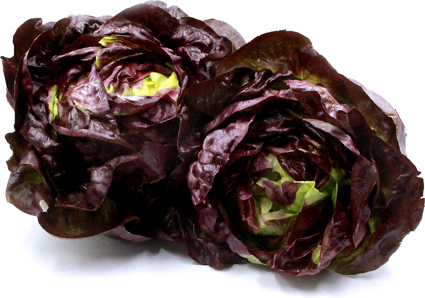 Red Butter Lettuce picture