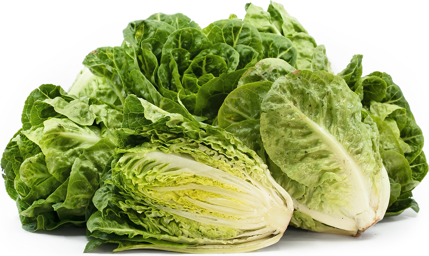 Little Gem Lettuce picture