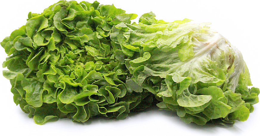 Green Oak Leaf Lettuce picture