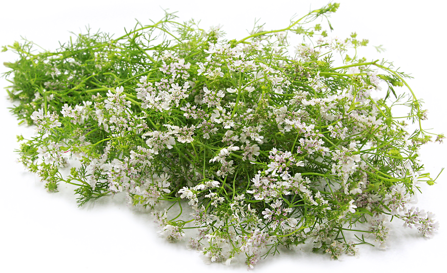 Cilantro Flowers picture