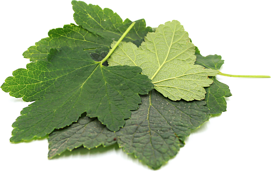 Currant Leaves picture