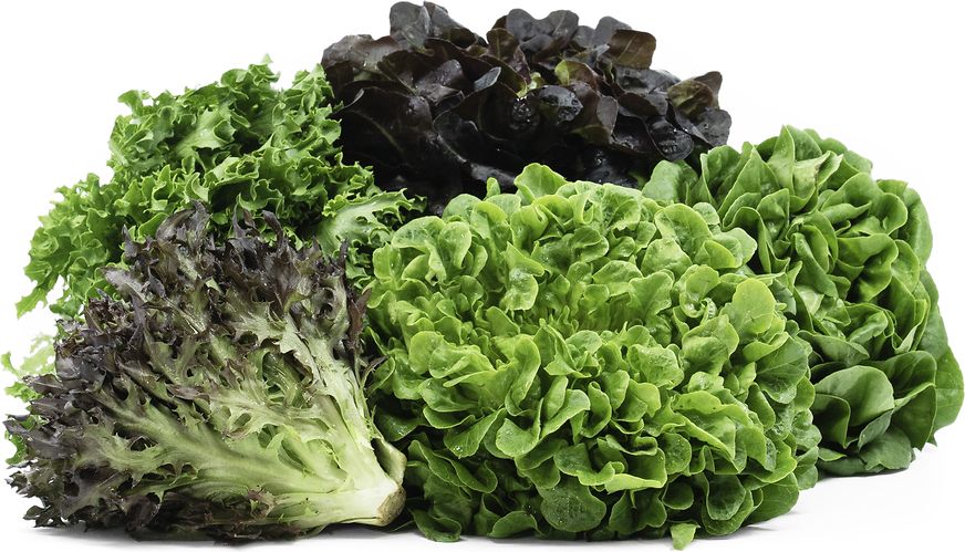 Salanova® Lettuces picture