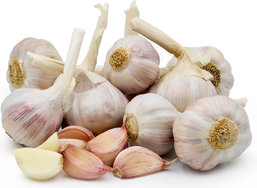 Pink Lautrec Garlic picture