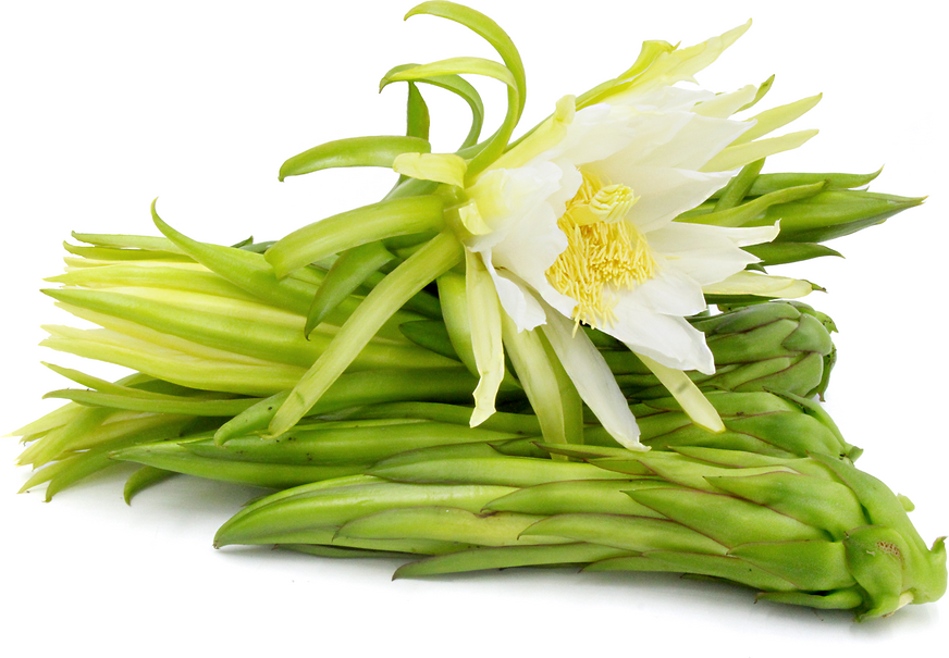 Dragon Fruit Flower Buds picture