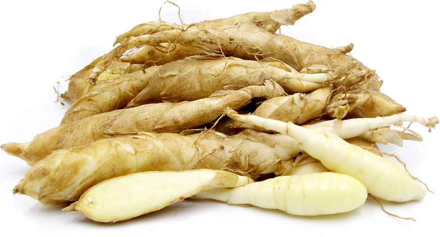 Arrowroot picture