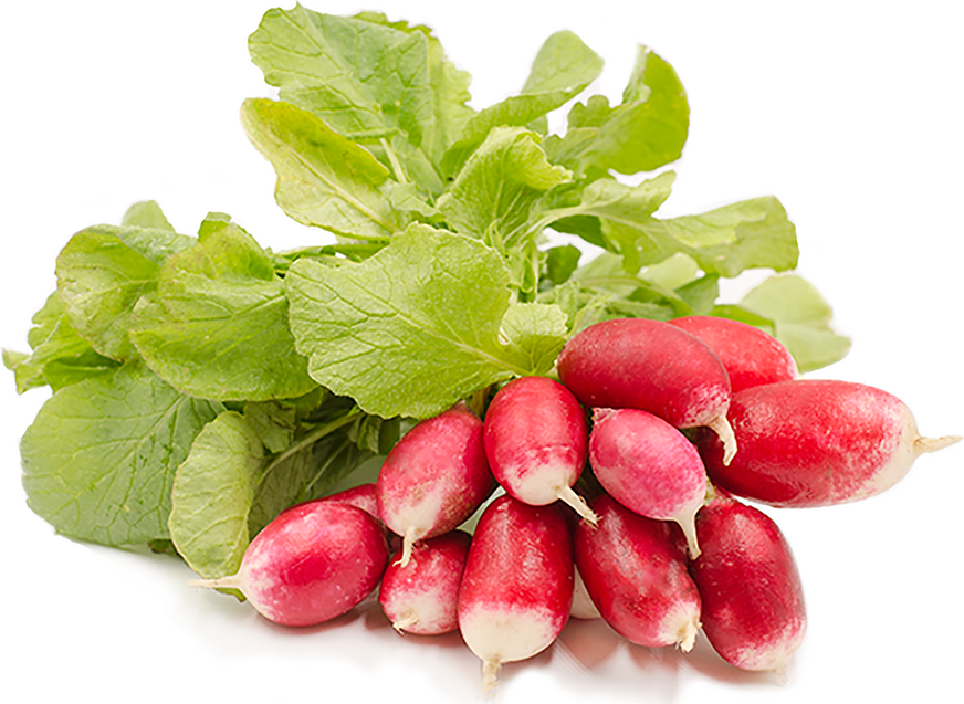 French Breakfast Radish picture