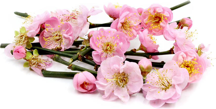 Plum Blossoms picture
