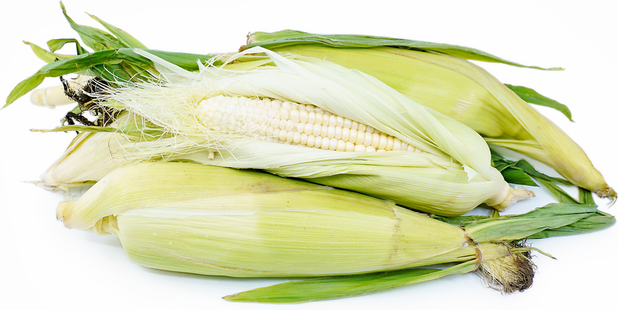 Hopi White Corn picture