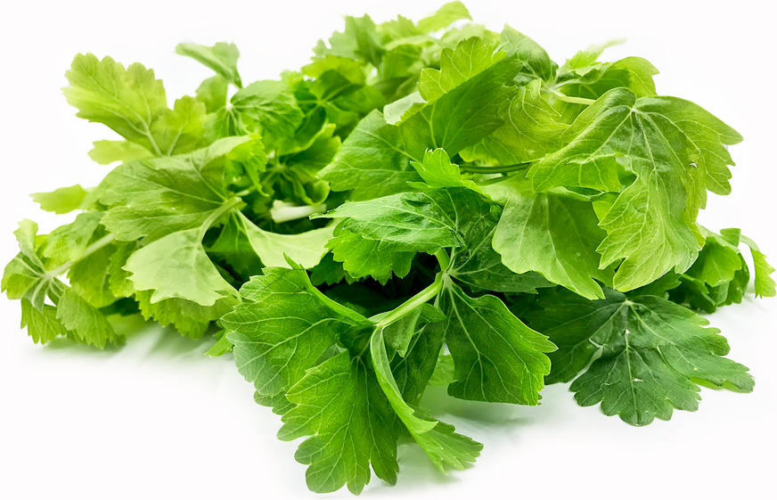 White Celery Leaves picture