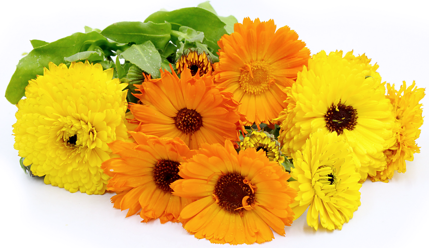 Calendula Flowers picture