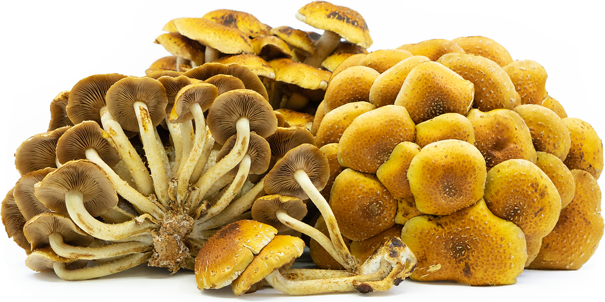 Cinnamon Cap Mushrooms picture